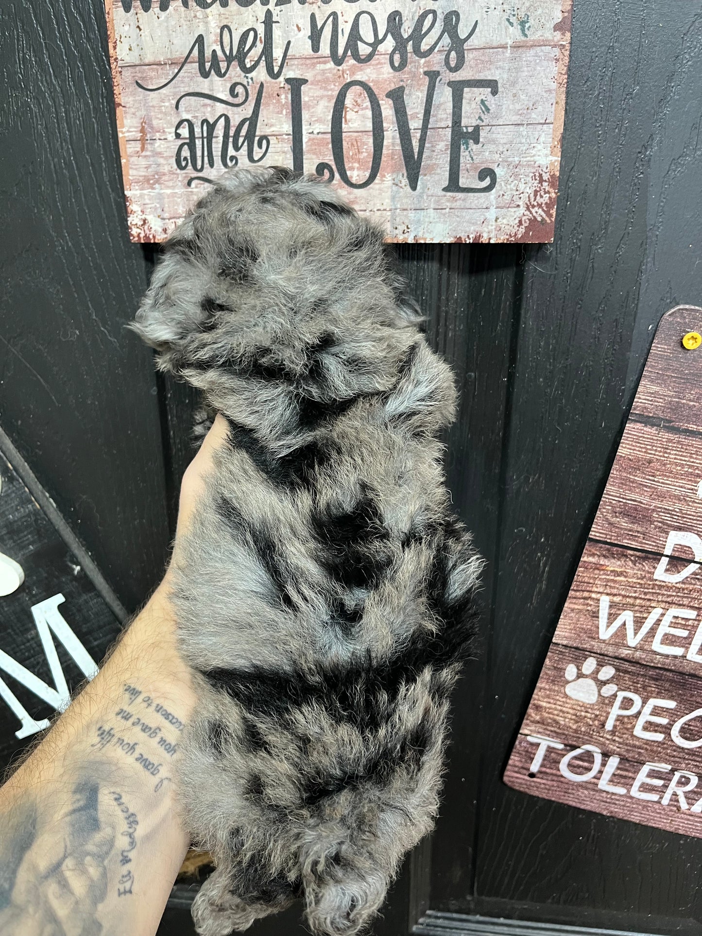 Male blue Merle toy poodle