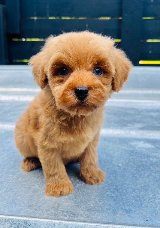 Female schnoodle (schnauzer/poodle) double blue eyes