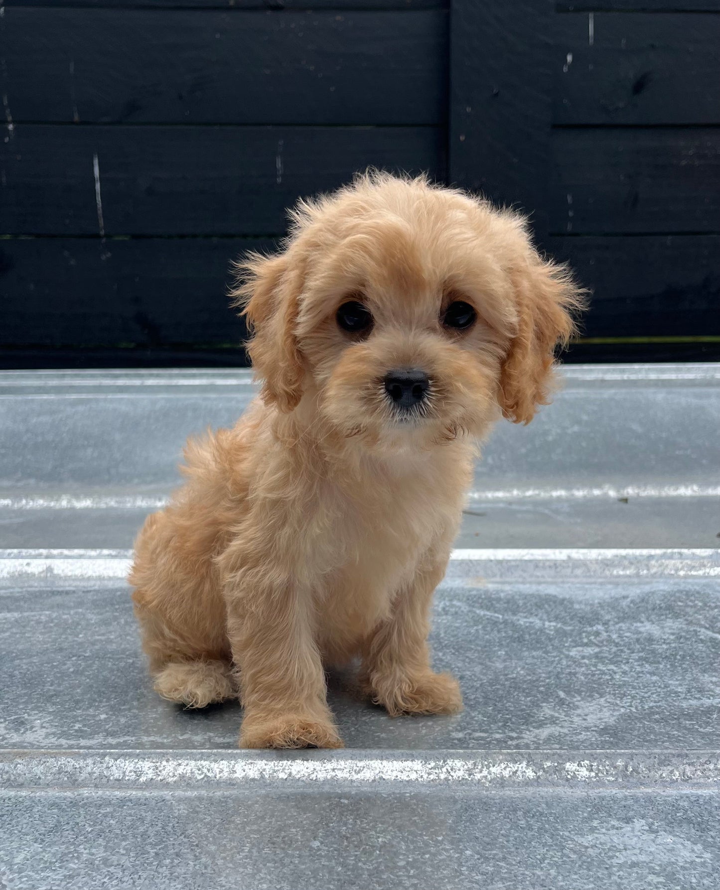 Female cavapoo (King Charles cavalier/poodle)