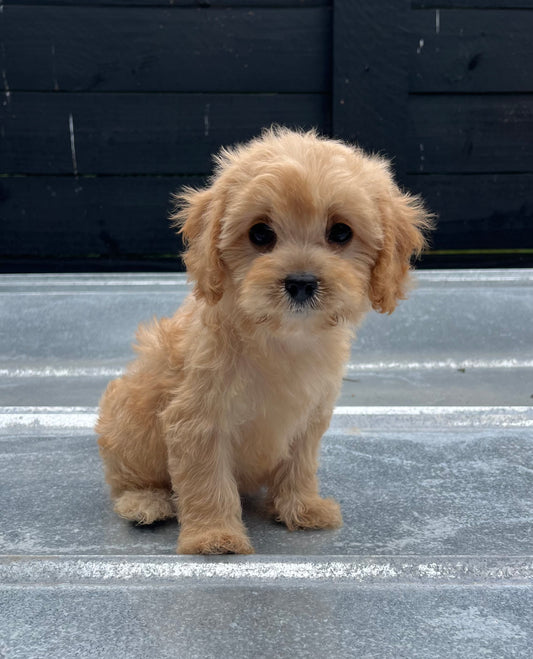 Female cavapoo (King Charles cavalier/poodle)