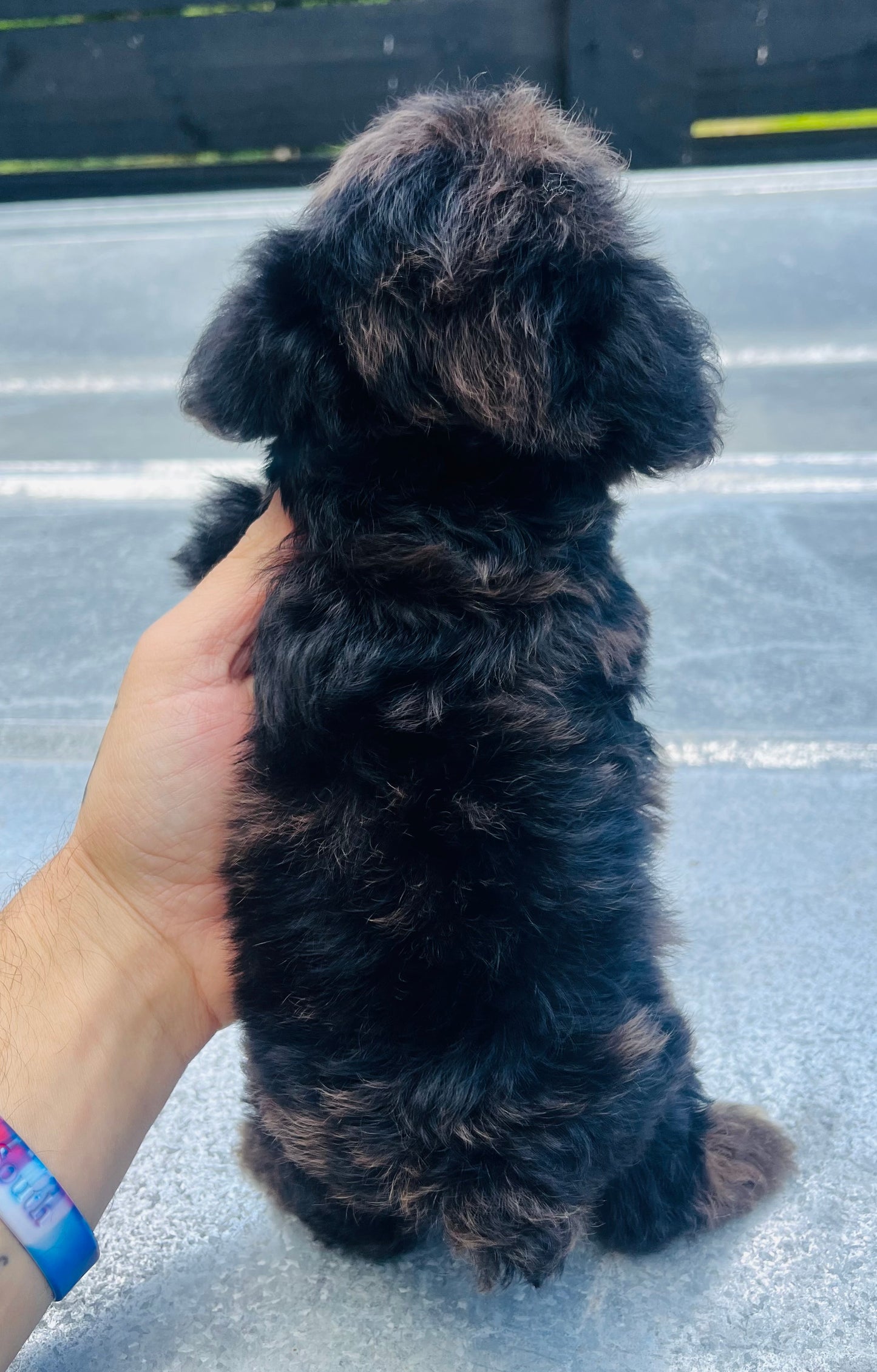 Male schnoodle (schnauzer/poodle)