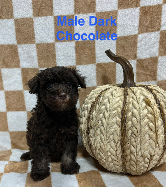 Male chocolate schnoodle (schnauzer/poodle)