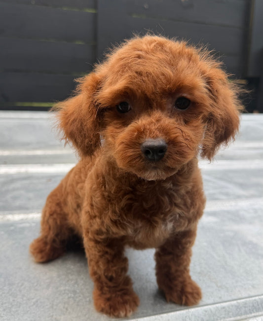Female teacup cockapoo (cocker spaniel/poodle)