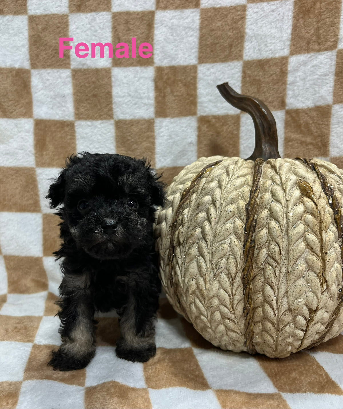 Female schnoodle (schnauzer/poodle)