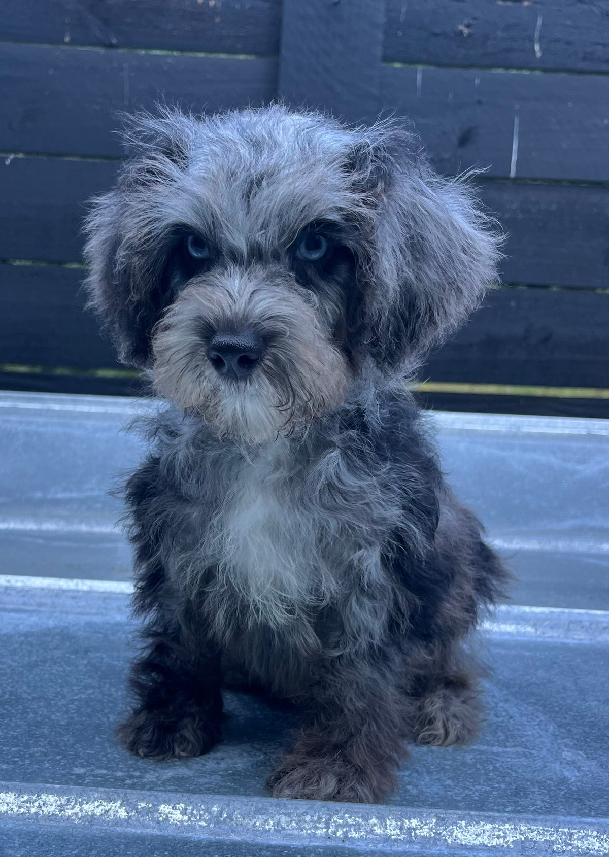 Male schnoodle (schnauzer/poodle) double blue eyes