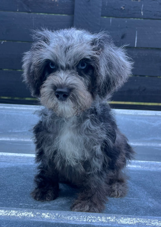 Male schnoodle (schnauzer/poodle) double blue eyes