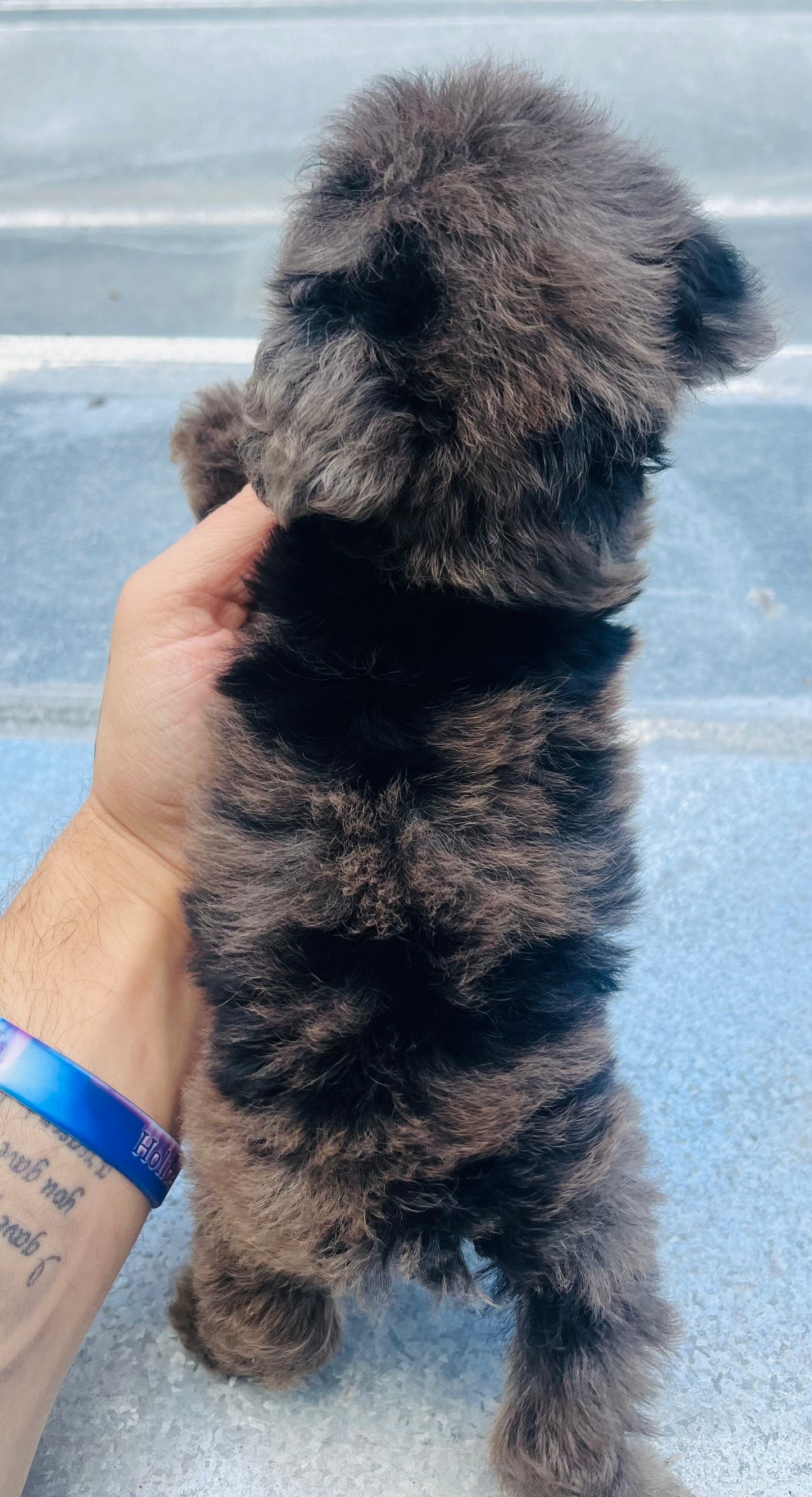 Male schnoodle (schnauzer/poodle) double blue eyes