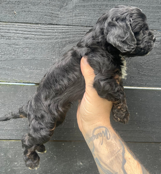 Male cavapoo (King Charles cavalier/poodle)