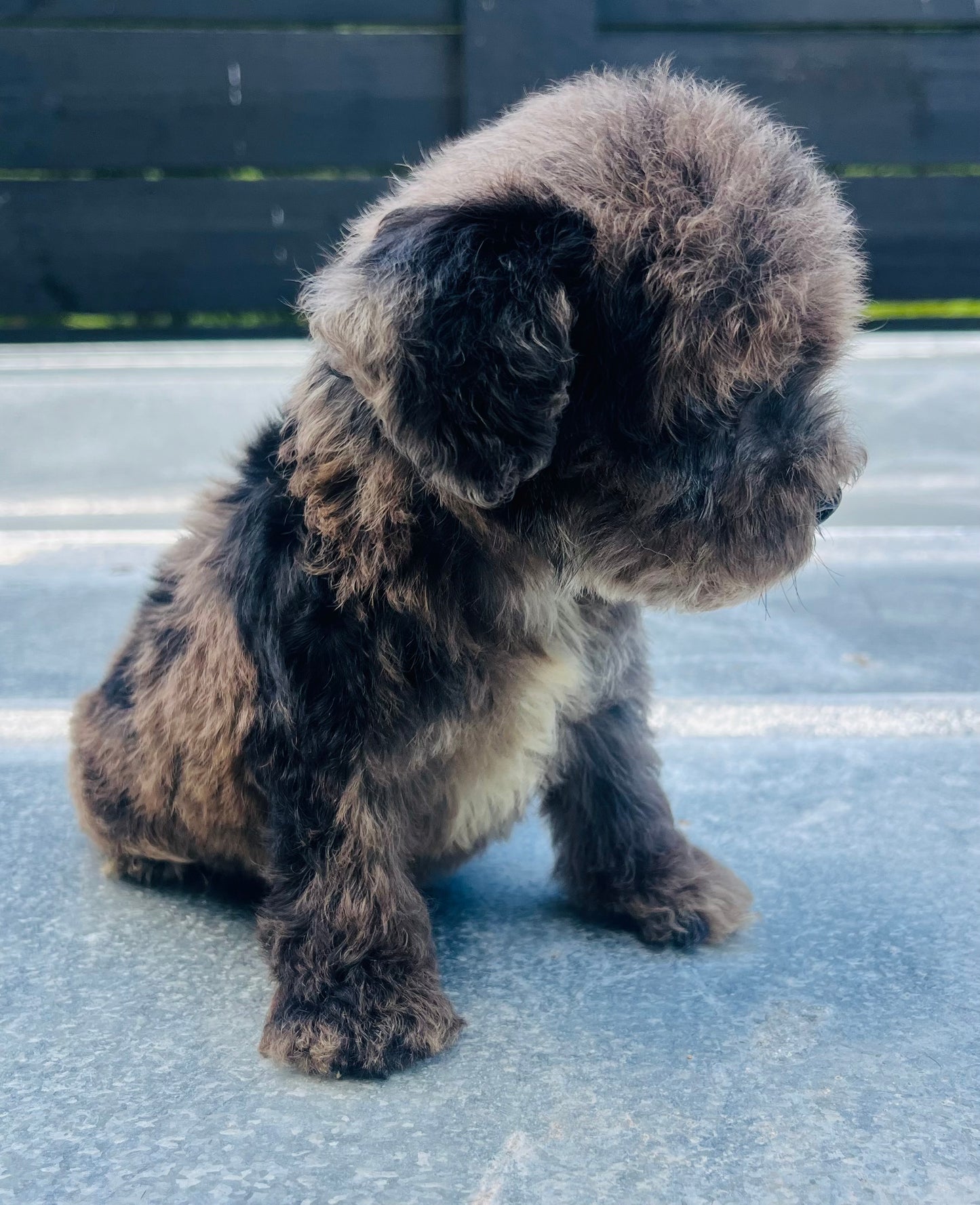 Male schnoodle (schnauzer/poodle) double blue eyes