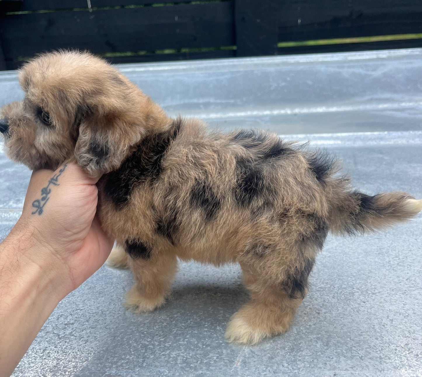 Female Merle havapoo (Havanese/poodle)
