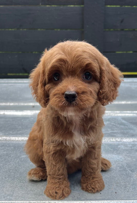 Female cavapoo (King Charles cavalier/poodle)