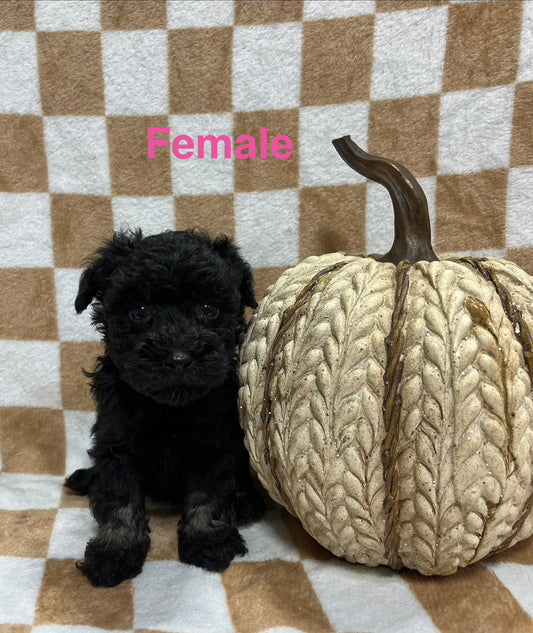 Female schnoodle (schnauzer/poodle)
