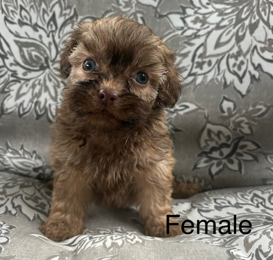 Female shih poo (Shih Tzu/poodle)