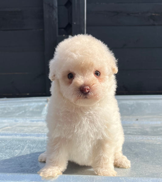 Female schnoodle (schnauzer/poodle)