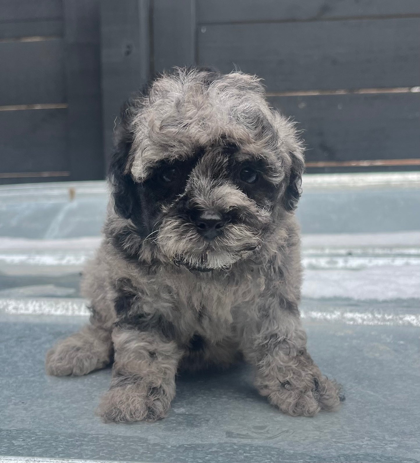 Female blue Merle toy poodle