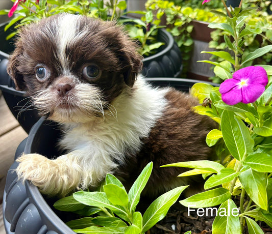 Female Shih Tzu