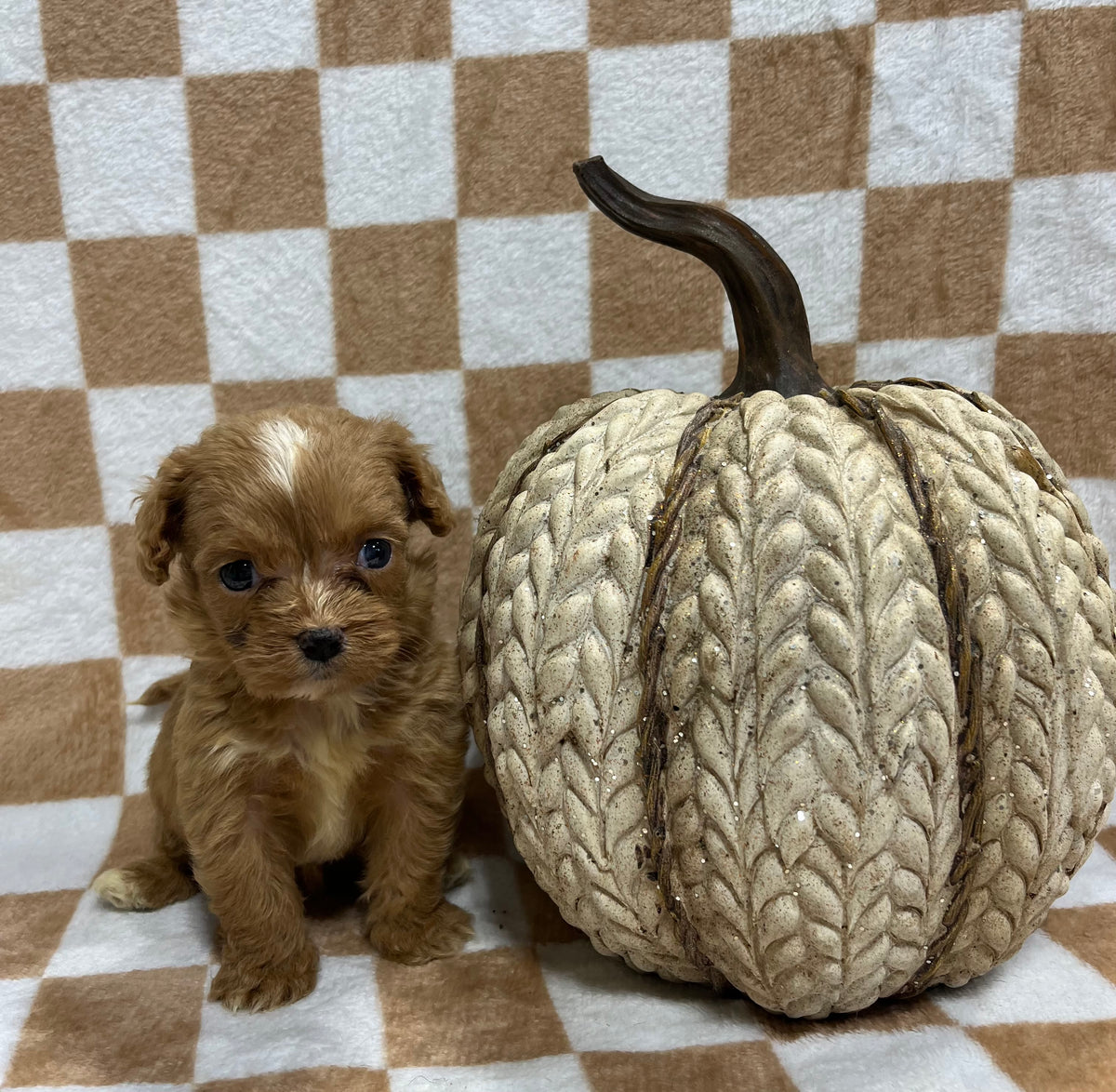 Female cavapoo (King Charles cavalier/poodle)