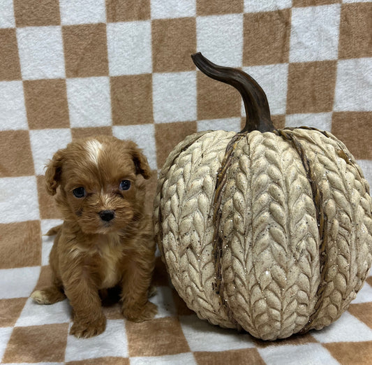 Female cavapoo (King Charles cavalier/poodle)