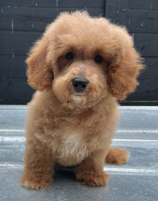 Male miniature poodle