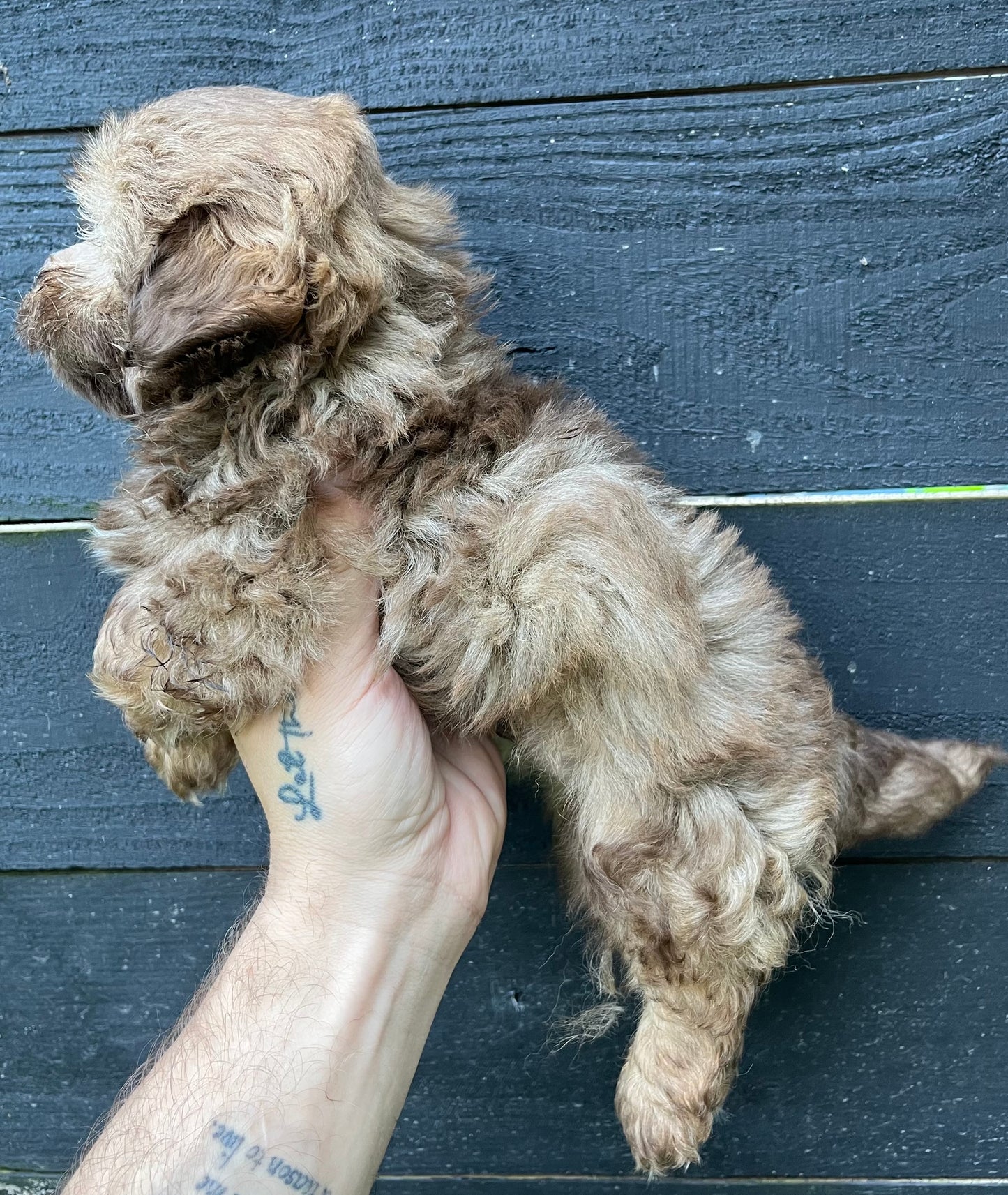 Male shih poo (Shih Tzu/poodle)
