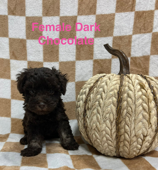 Female chocolate schnoodle (schnauzer/poodle)