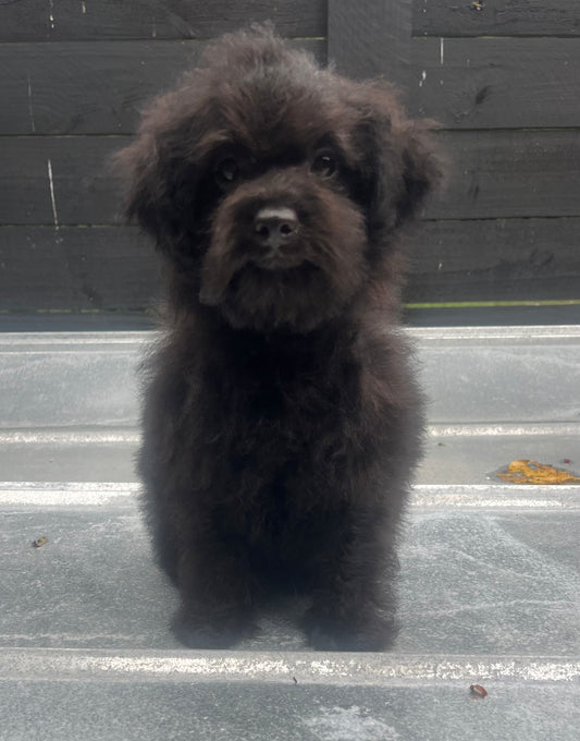 Male miniature poodle