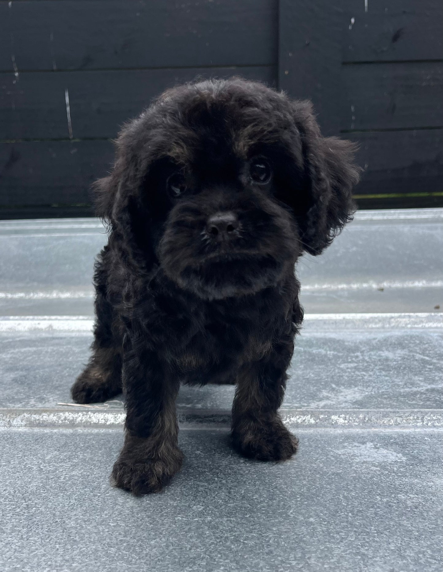 Female cavapoo (King Charles cavalier/poodle)