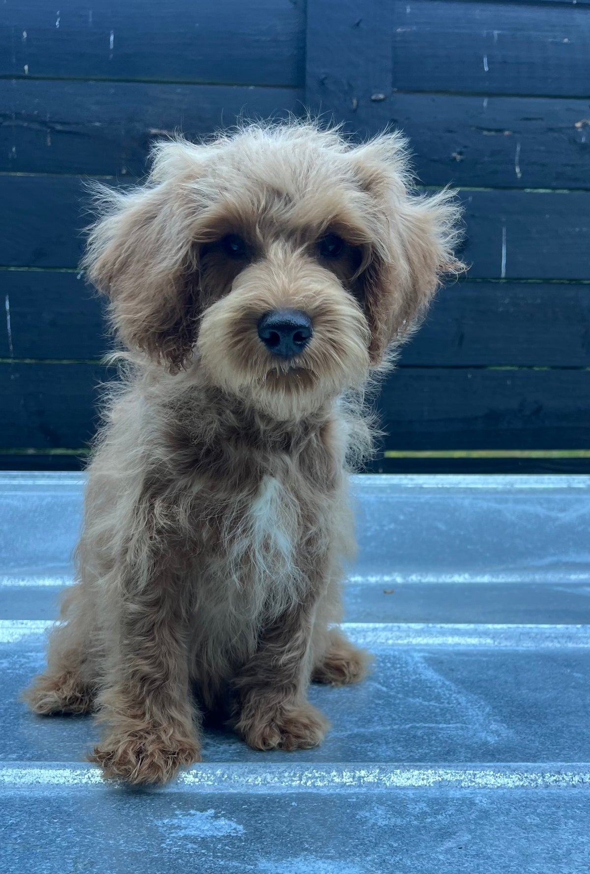 Male schnoodle (schnauzer/poodle)