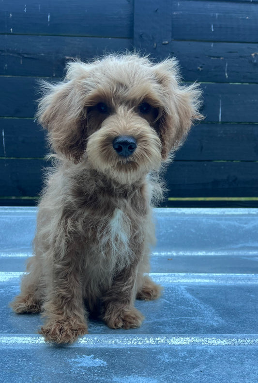 Male schnoodle (schnauzer/poodle)