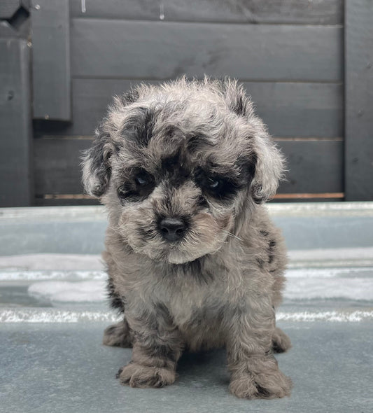 Male blue Merle toy poodle
