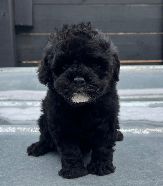 Female toy poodle
