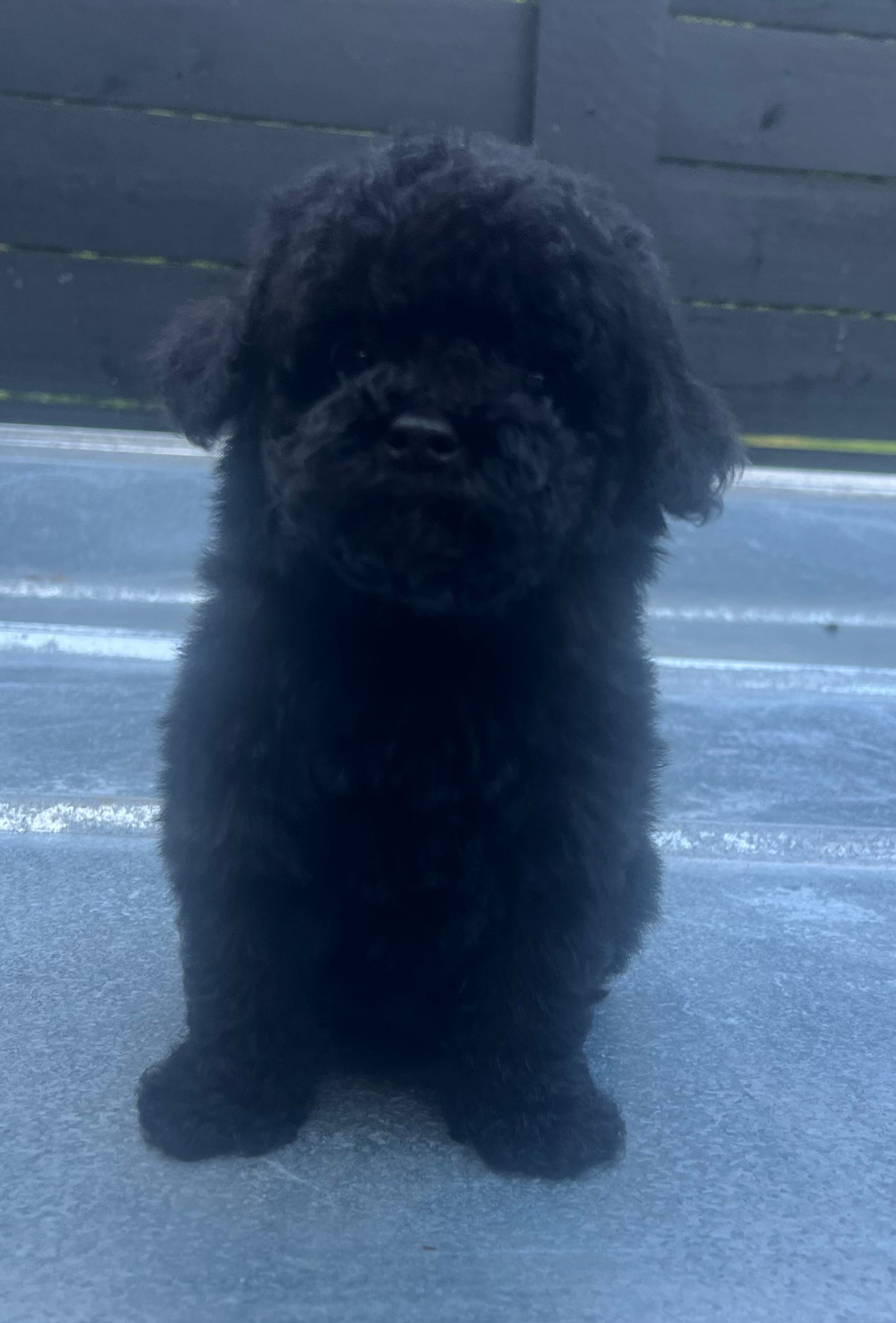 Male miniature poodle