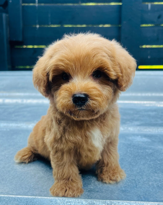 Male schnoodle (schnauzer/poodle)