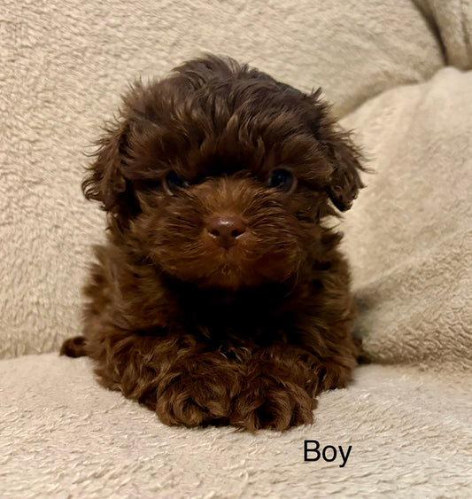 Male shih poo (Shih Tzu/poodle)