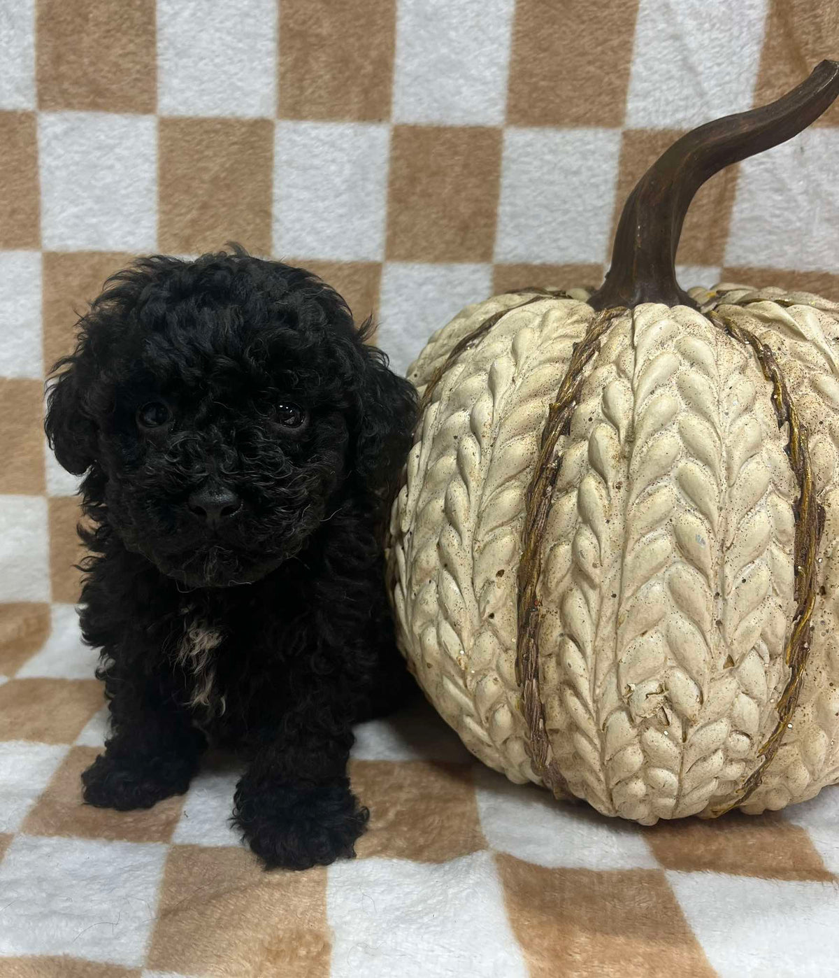 Male toy poodle