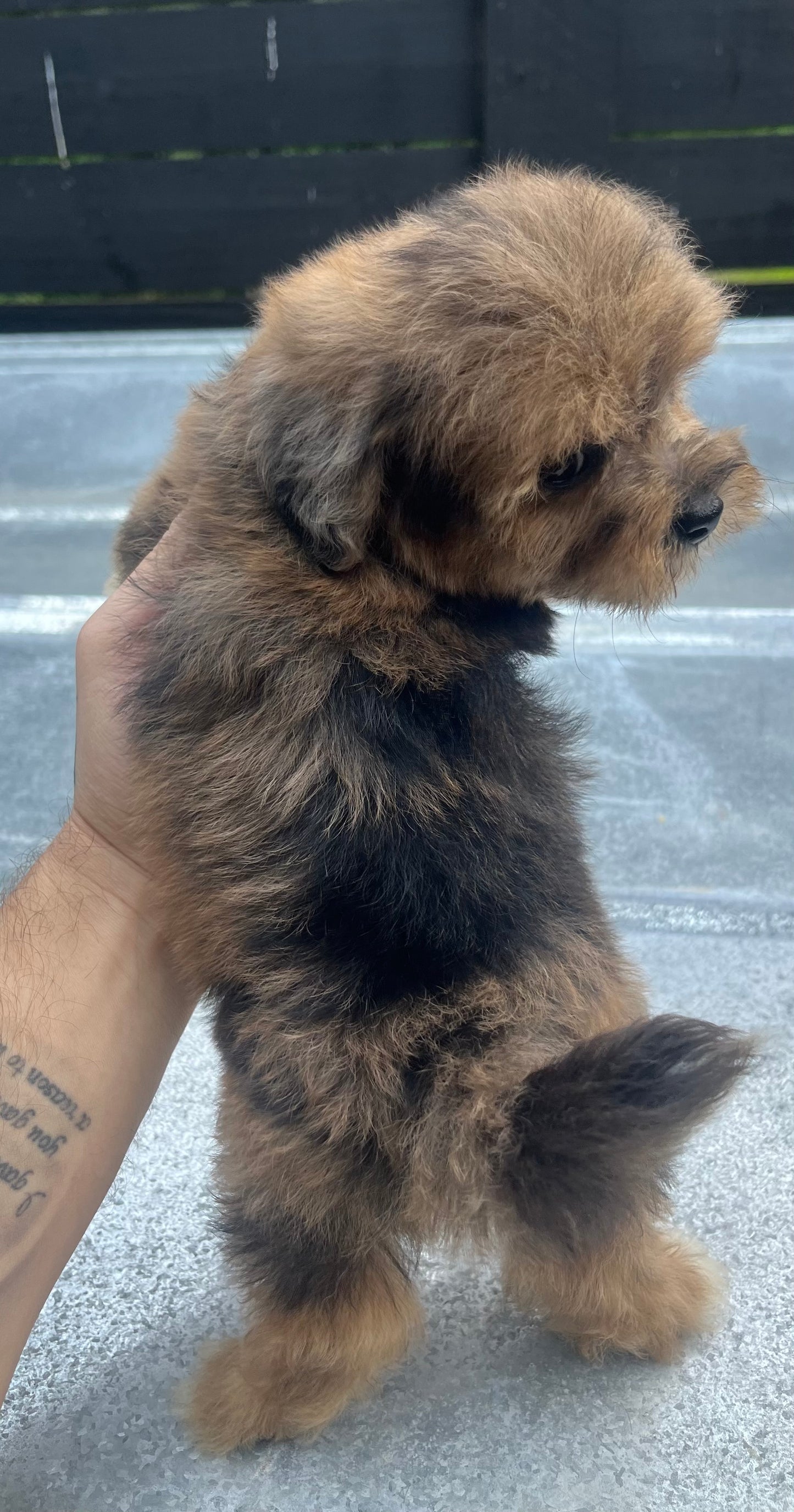 Male Merle havapoo (Havanese/poodle)
