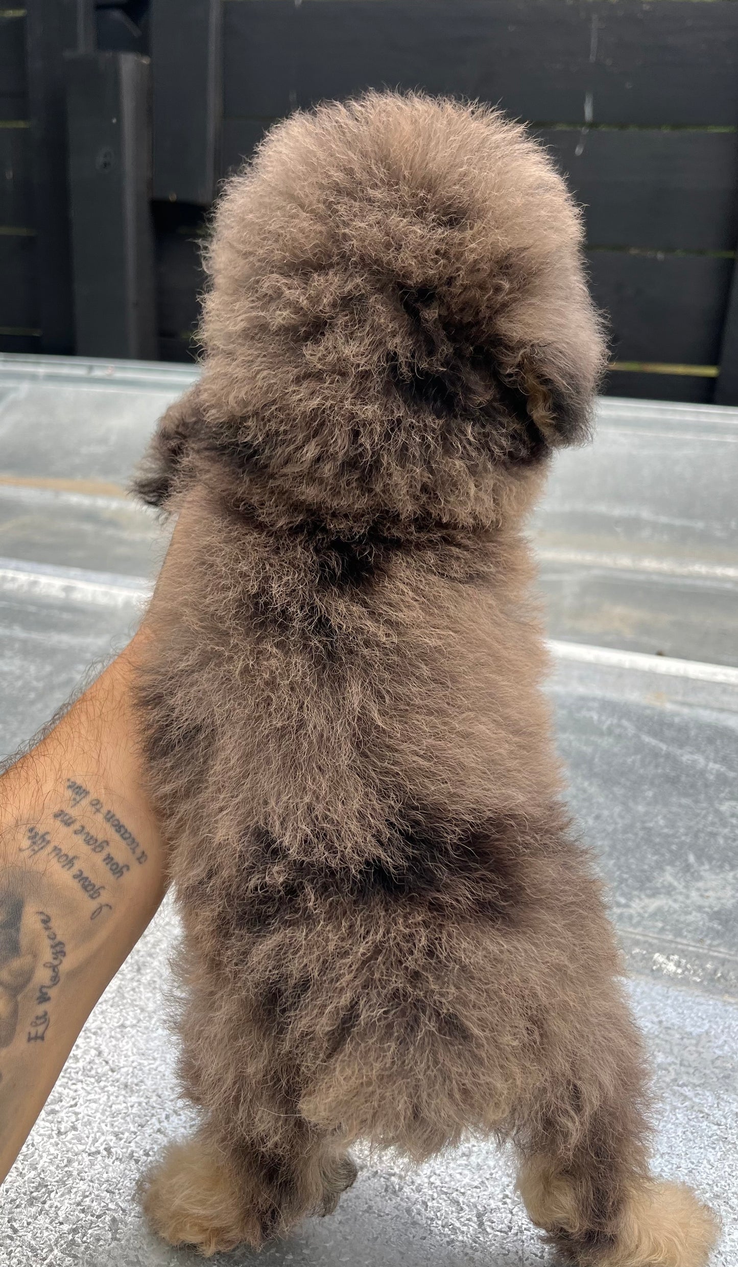 Blue Merle phantom toy poodle male