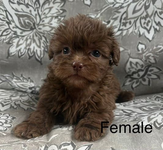 Female shih poo (Shih Tzu/poodle)