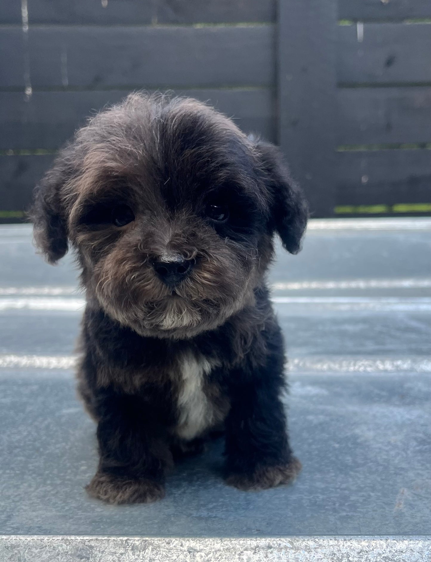 Male schnoodle (schnauzer/poodle)