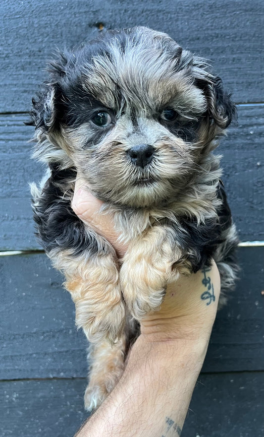 Female shih poo (Shih Tzu/poodle)
