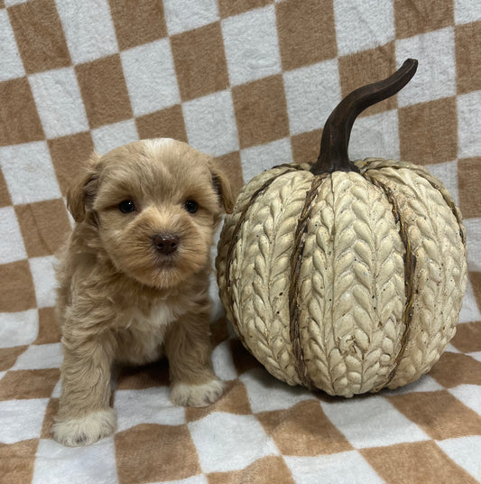 Female red miniature schnauzer
