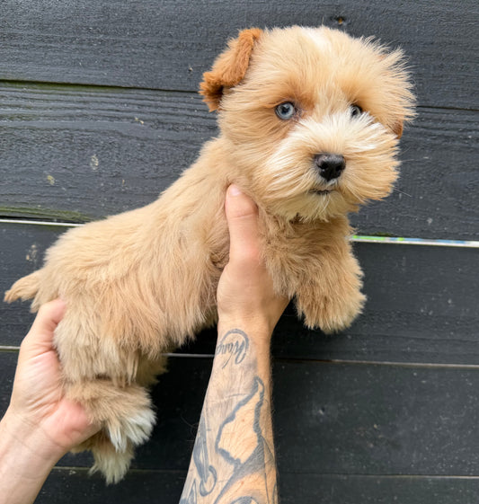 Red female miniature schnauzer with double blue eyes