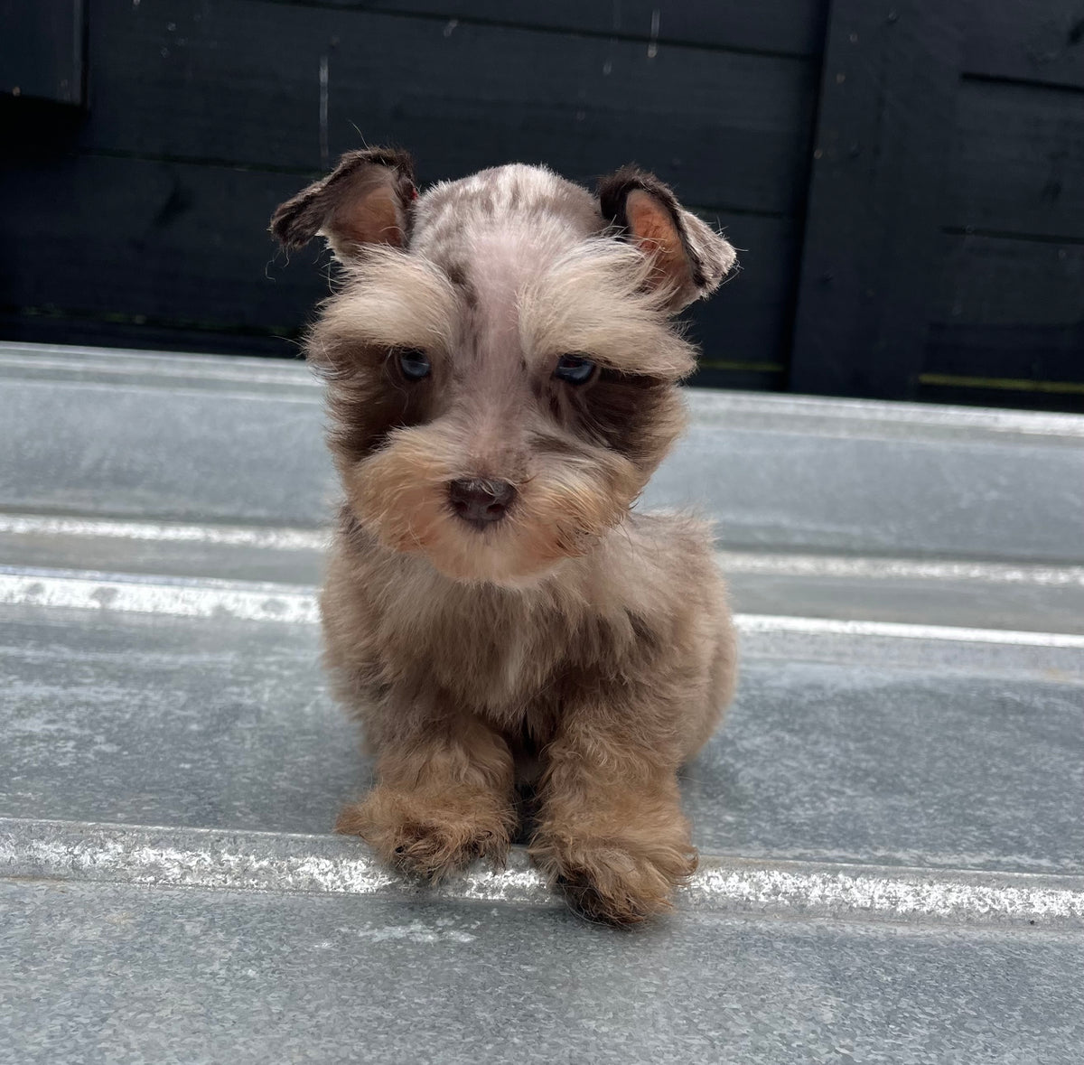 Male liver Merle toy schnauzer (double blue eyes)