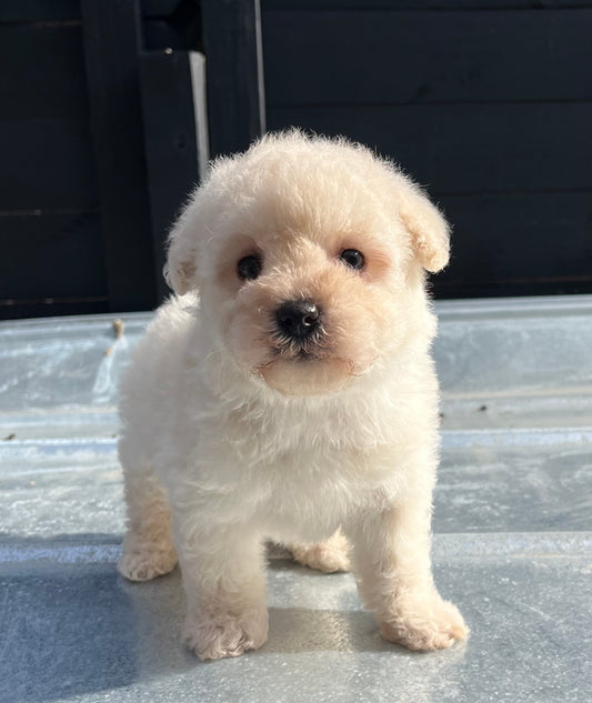 Female schnoodle (schnauzer/poodle)