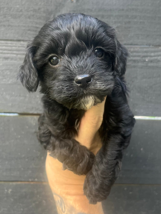 Female cavapoo (King Charles cavalier/poodle)