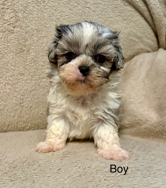 Male shih poo (Shih Tzu/poodle)
