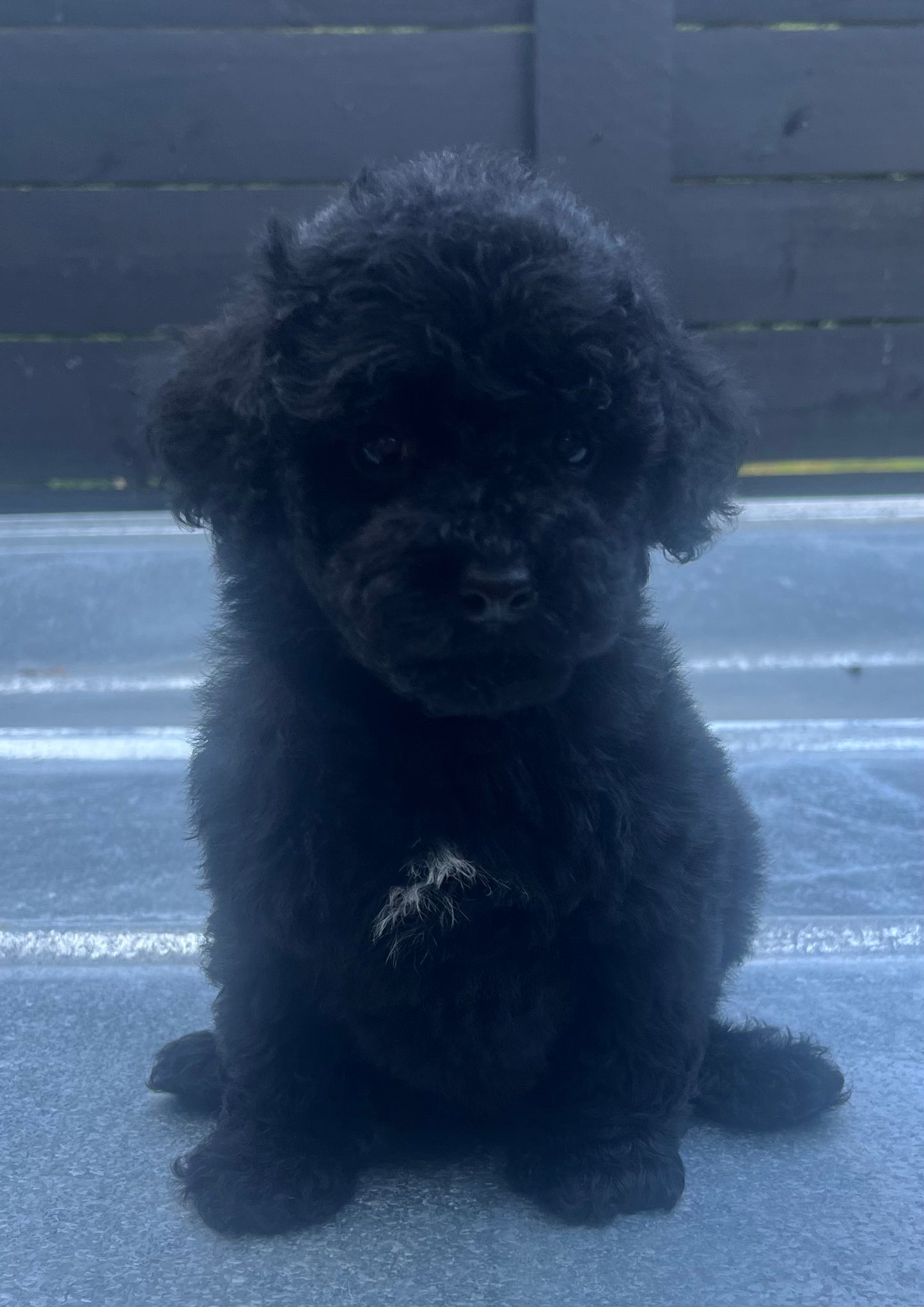 Male miniature poodle