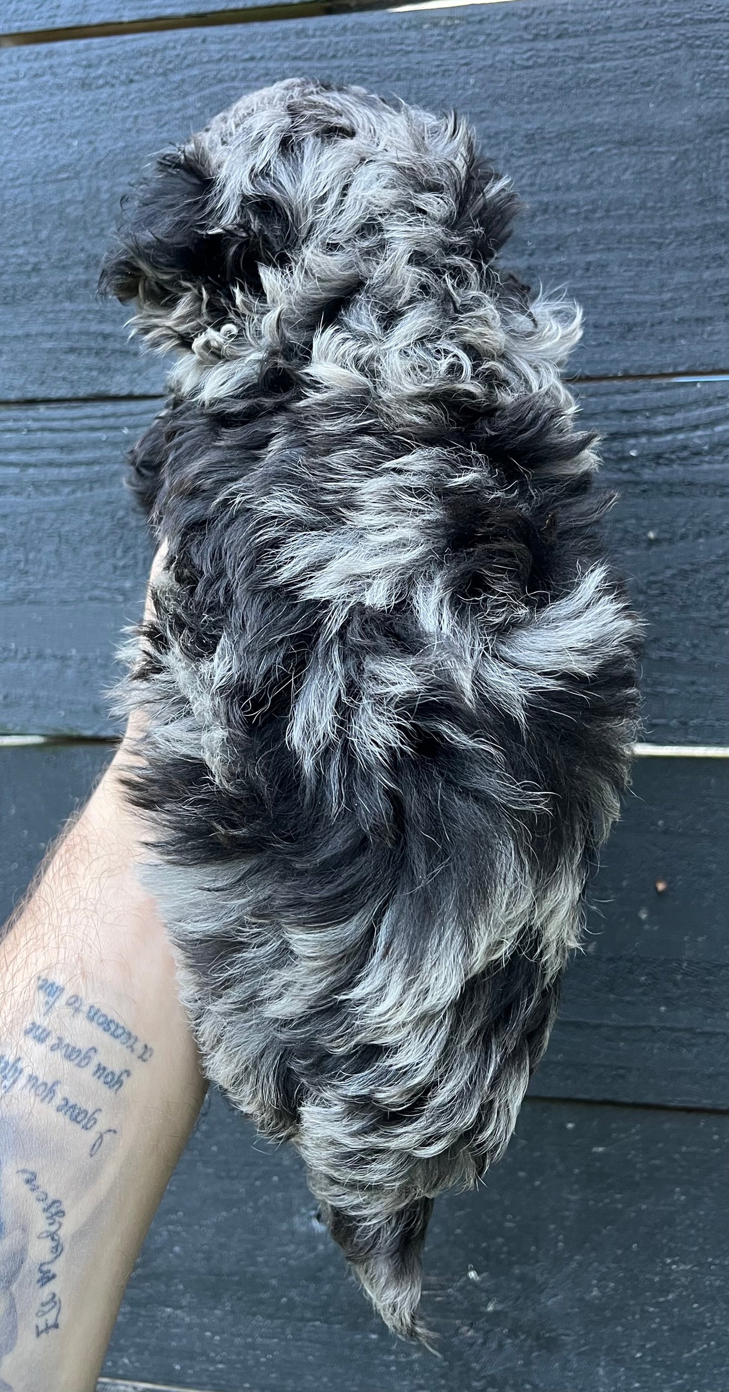 Female shih poo (Shih Tzu/poodle)