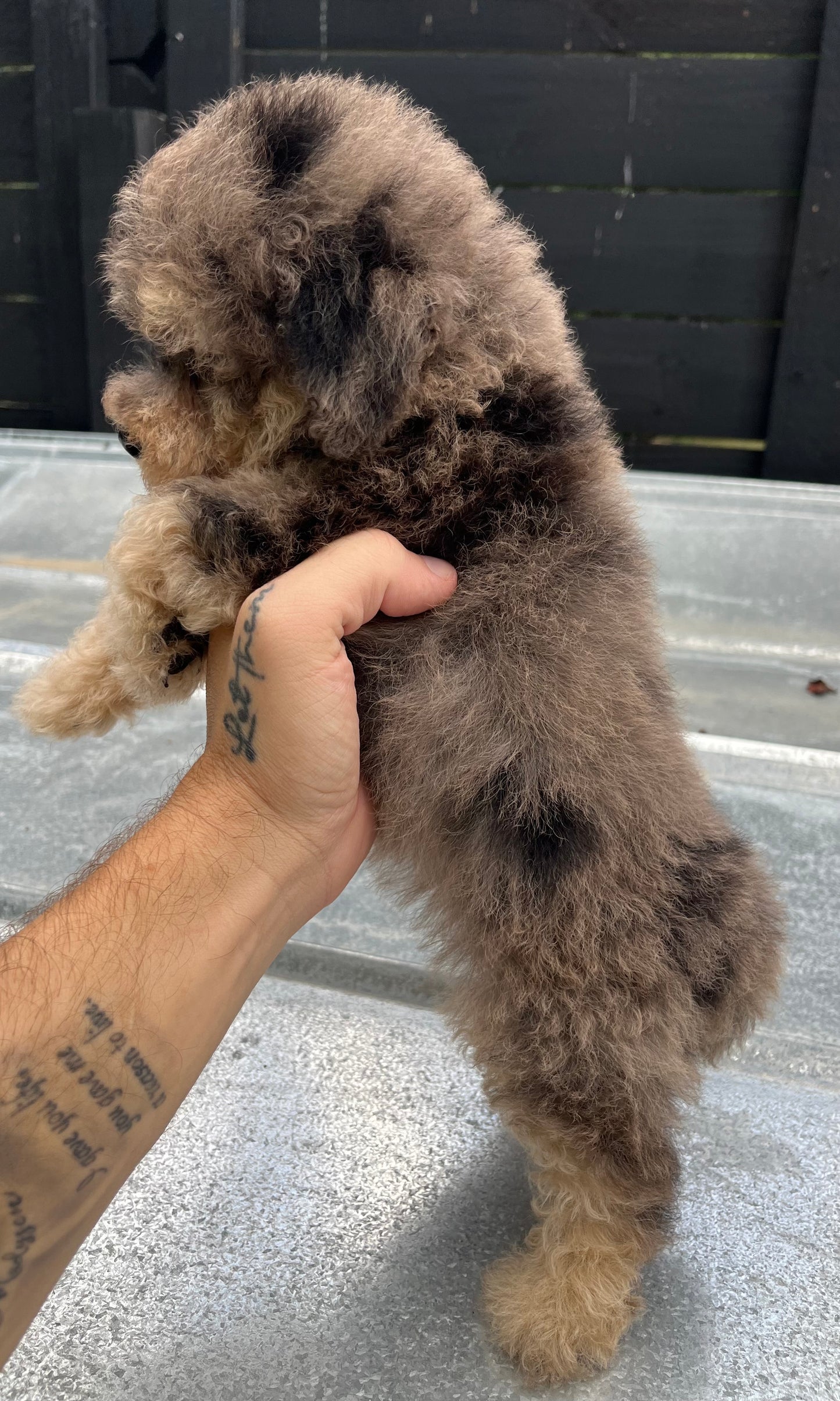 Blue Merle phantom toy poodle male
