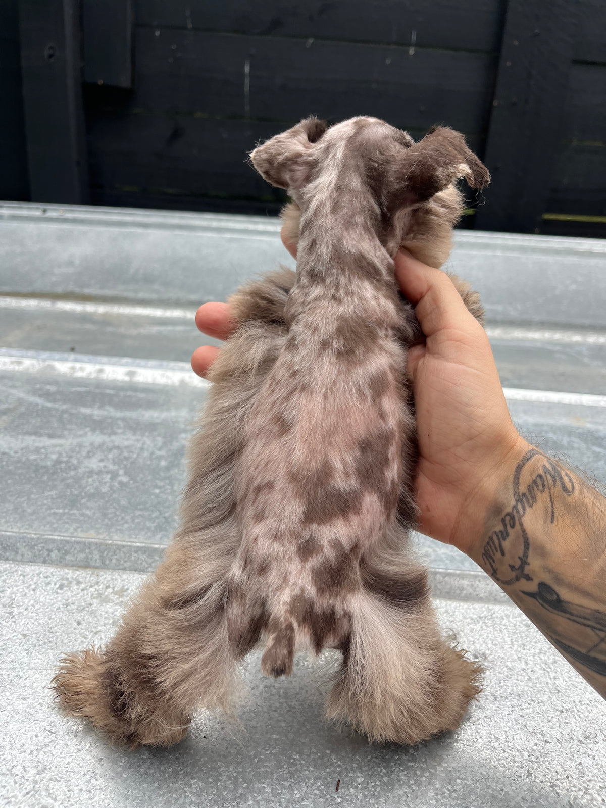 Male liver Merle toy schnauzer (double blue eyes)